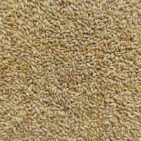 Barley
