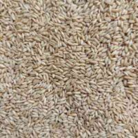 Hulless Oats