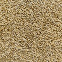 Barley