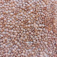 Red Lentils