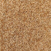 Wheat
